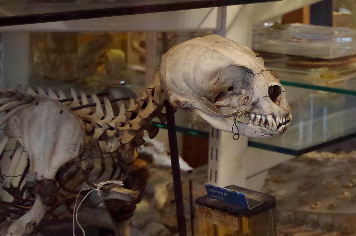Animal skeleton displayed in the Grant Museum of Zoology